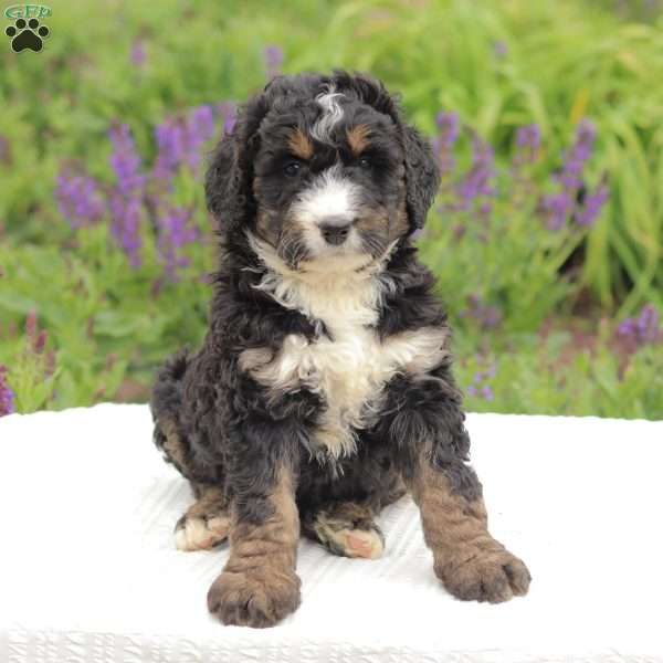 Matt, Bernedoodle Puppy