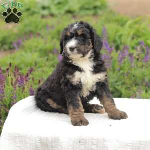 Matt, Bernedoodle Puppy