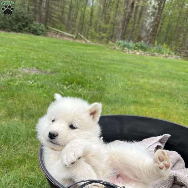 Finn, Samoyed Puppy