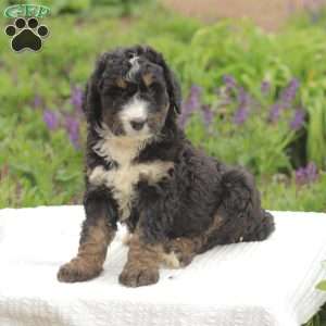 Matt, Bernedoodle Puppy