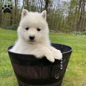 Finn, Samoyed Puppy