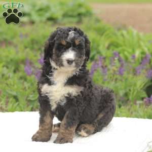 Matt, Bernedoodle Puppy