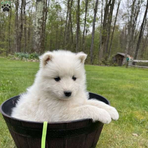 Sandy, Samoyed Puppy