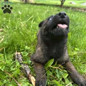 Benjy, Belgian Malinois Puppy