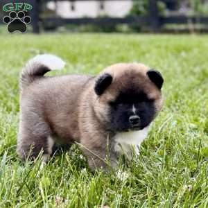 Hudson, Akita Puppy