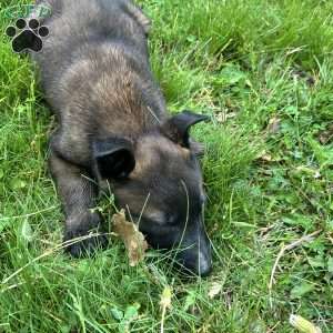 Benjy, Belgian Malinois Puppy
