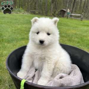 Sandy, Samoyed Puppy