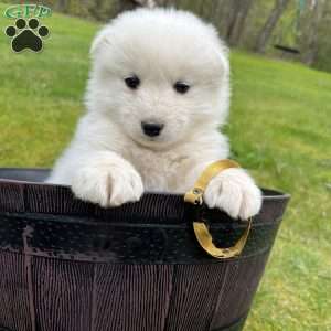 Shelly, Samoyed Puppy