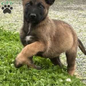 Fernando, Belgian Malinois Puppy
