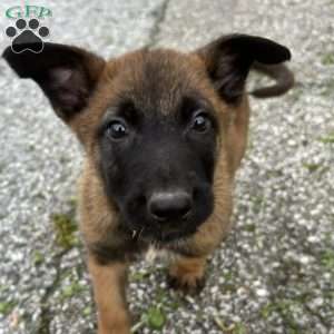 Fernando, Belgian Malinois Puppy