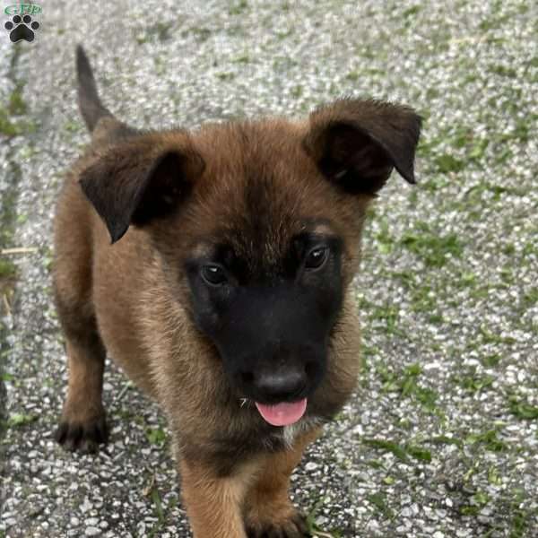 Fernando, Belgian Malinois Puppy