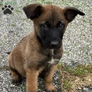 Fernando, Belgian Malinois Puppy
