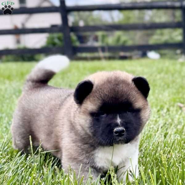 Hudson, Akita Puppy