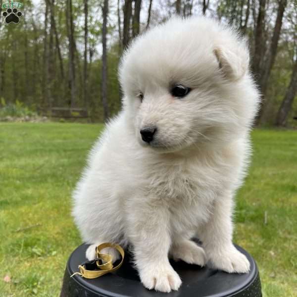 Shelly, Samoyed Puppy
