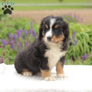 Kassidy, Bernedoodle Puppy