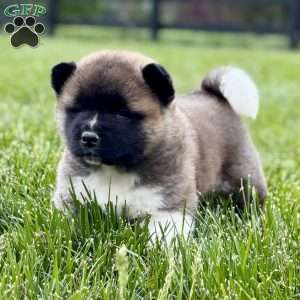 Hudson, Akita Puppy