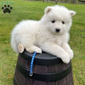 Reef, Samoyed Puppy