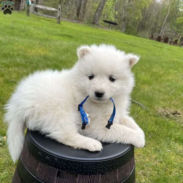 Reef, Samoyed Puppy