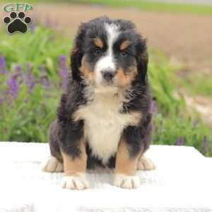 Kassidy, Bernedoodle Puppy