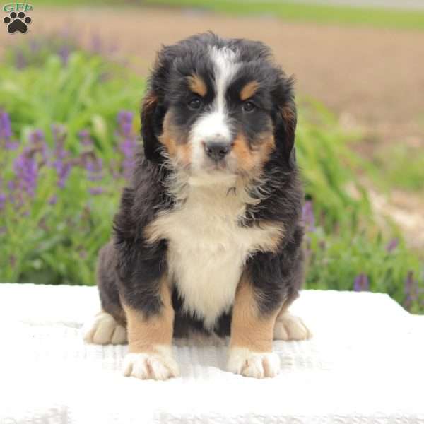 Kassidy, Bernedoodle Puppy