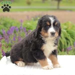 Kassidy, Bernedoodle Puppy