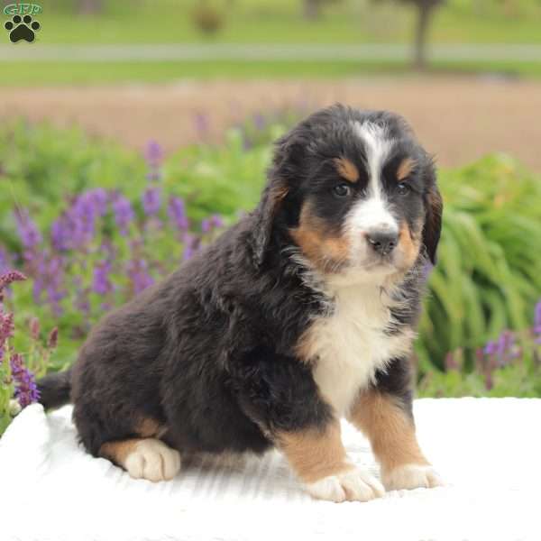 Kassidy, Bernedoodle Puppy