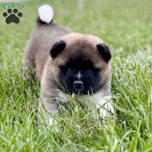 Hudson, Akita Puppy