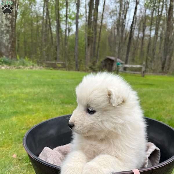 Seashell, Samoyed Puppy