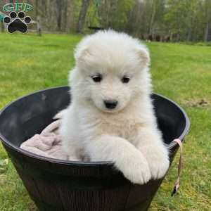 Seashell, Samoyed Puppy