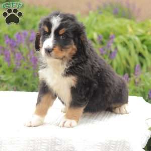 Kassidy, Bernedoodle Puppy