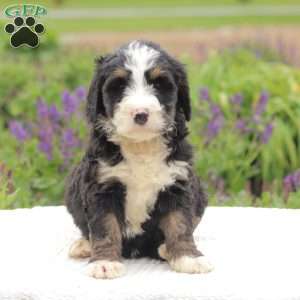 Ruby, Bernedoodle Puppy