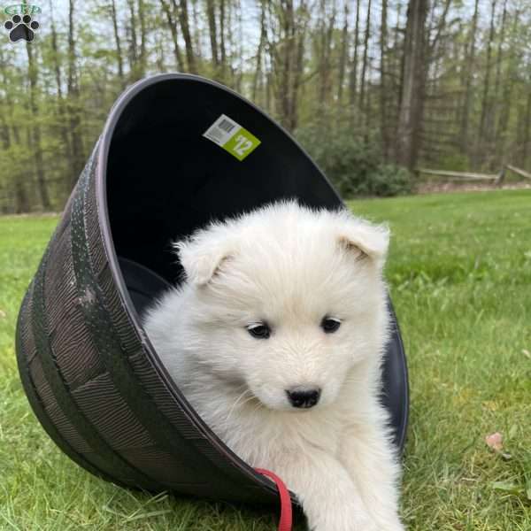Coral, Samoyed Puppy