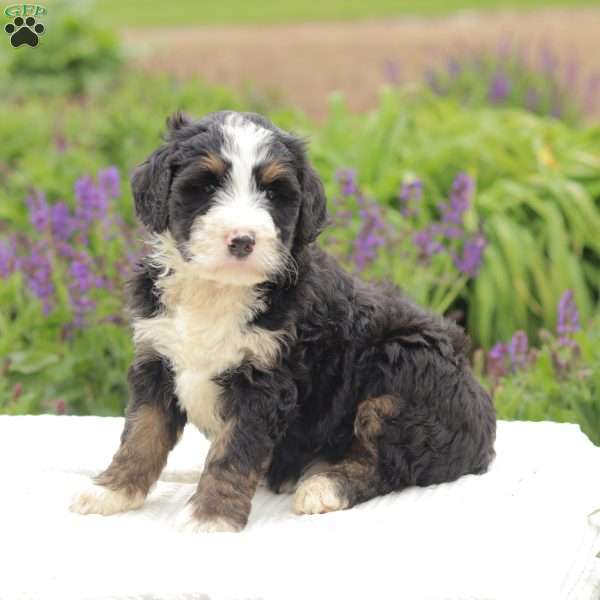 Ruby, Bernedoodle Puppy