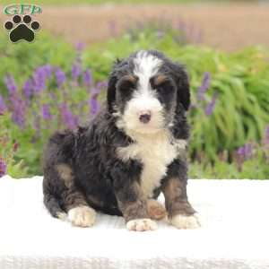 Ruby, Bernedoodle Puppy