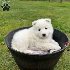 Coral, Samoyed Puppy