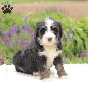 Ruby, Bernedoodle Puppy