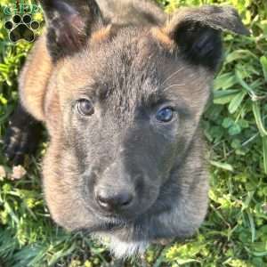 Benjy, Belgian Malinois Puppy