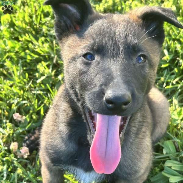 Benjy, Belgian Malinois Puppy