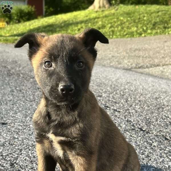 Lana, Belgian Malinois Puppy
