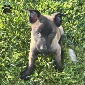 Lana, Belgian Malinois Puppy