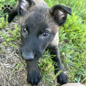 Lana, Belgian Malinois Puppy