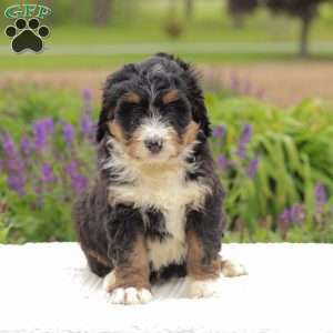 Patty, Bernedoodle Puppy
