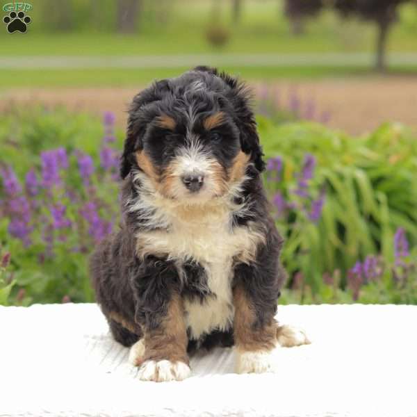 Patty, Bernedoodle Puppy