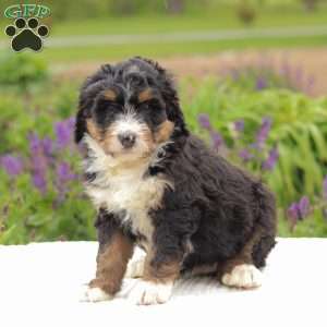 Patty, Bernedoodle Puppy
