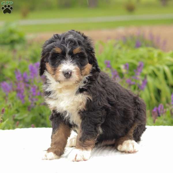 Patty, Bernedoodle Puppy