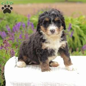 Patty, Bernedoodle Puppy