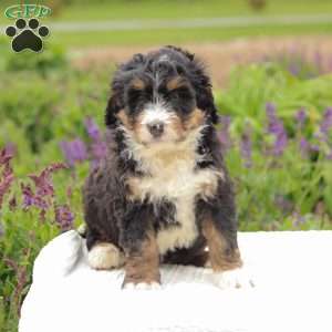 Patty, Bernedoodle Puppy