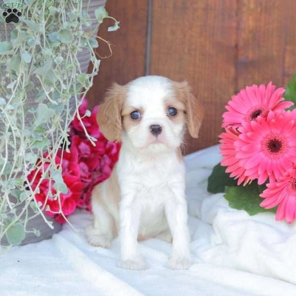 Ava, Cavalier King Charles Spaniel Puppy