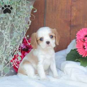 Ava, Cavalier King Charles Spaniel Puppy
