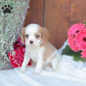 Ava, Cavalier King Charles Spaniel Puppy
